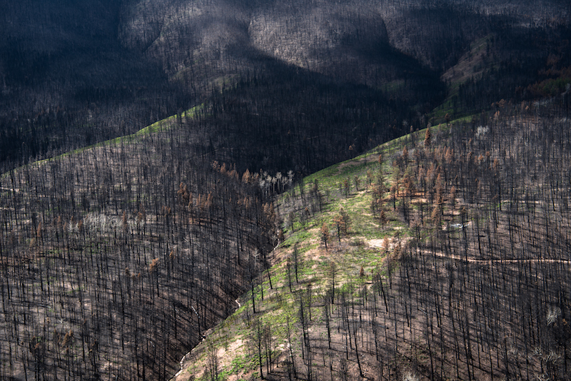 Austin Halpern Spring Creek Fire copy